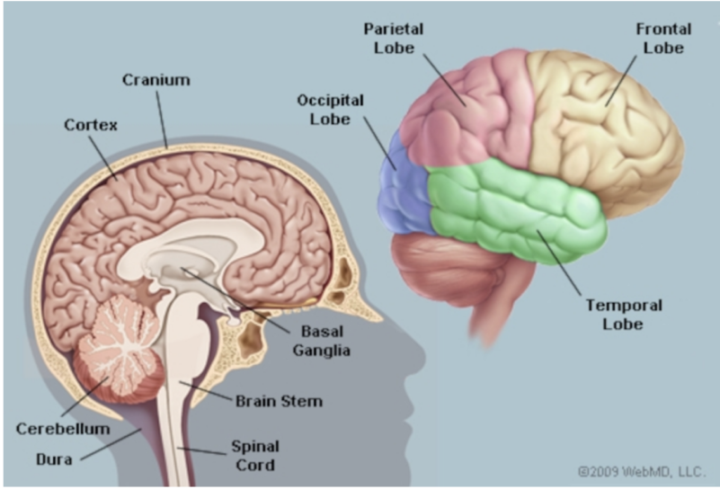 Brain Foods